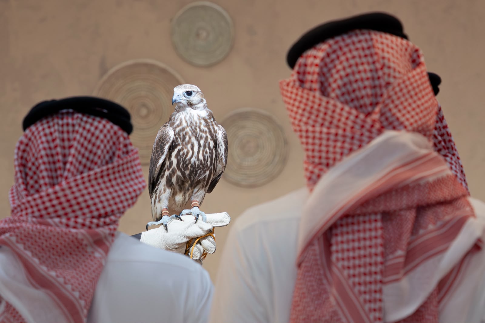 المركز الوطني للصقور يفتتح أولى فعالياته “المزاد الدولي لمزارع إنتاج الصقور 2026”