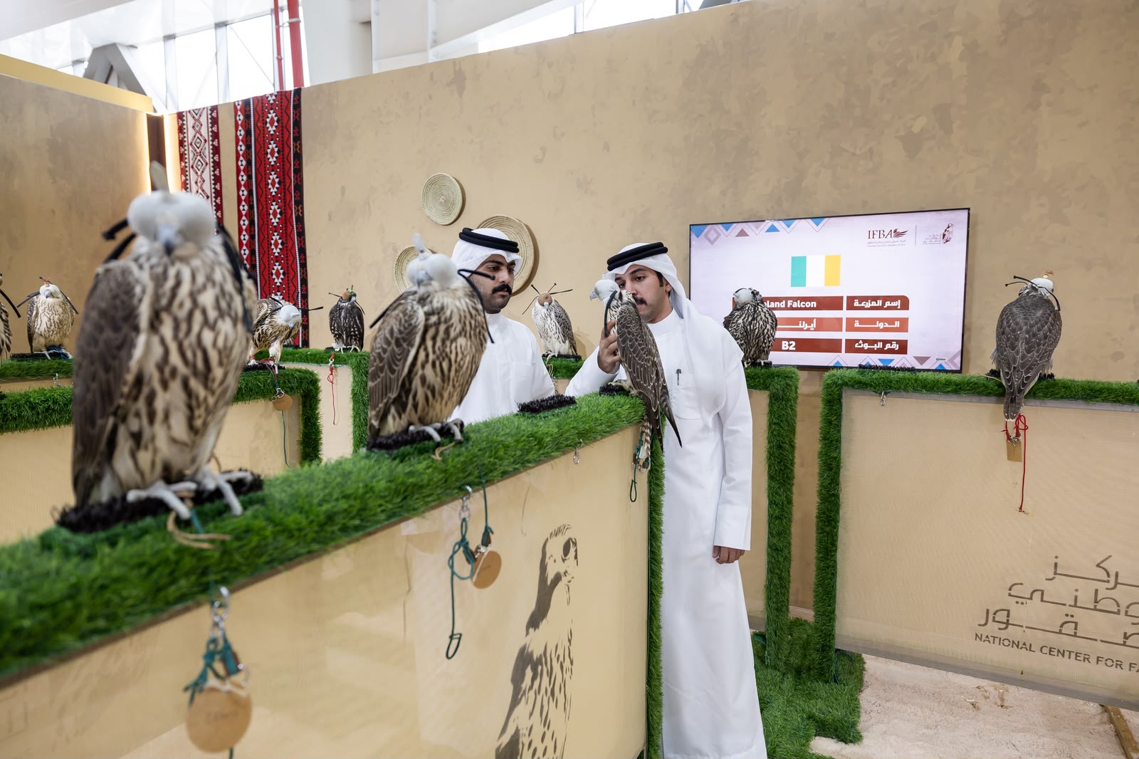 مكاسب الأعوام السابقة تدفع مزرعة إيرلندية للمشاركة بـ 200 صقر في المزاد الدولي لمزارع إنتاج الصقور