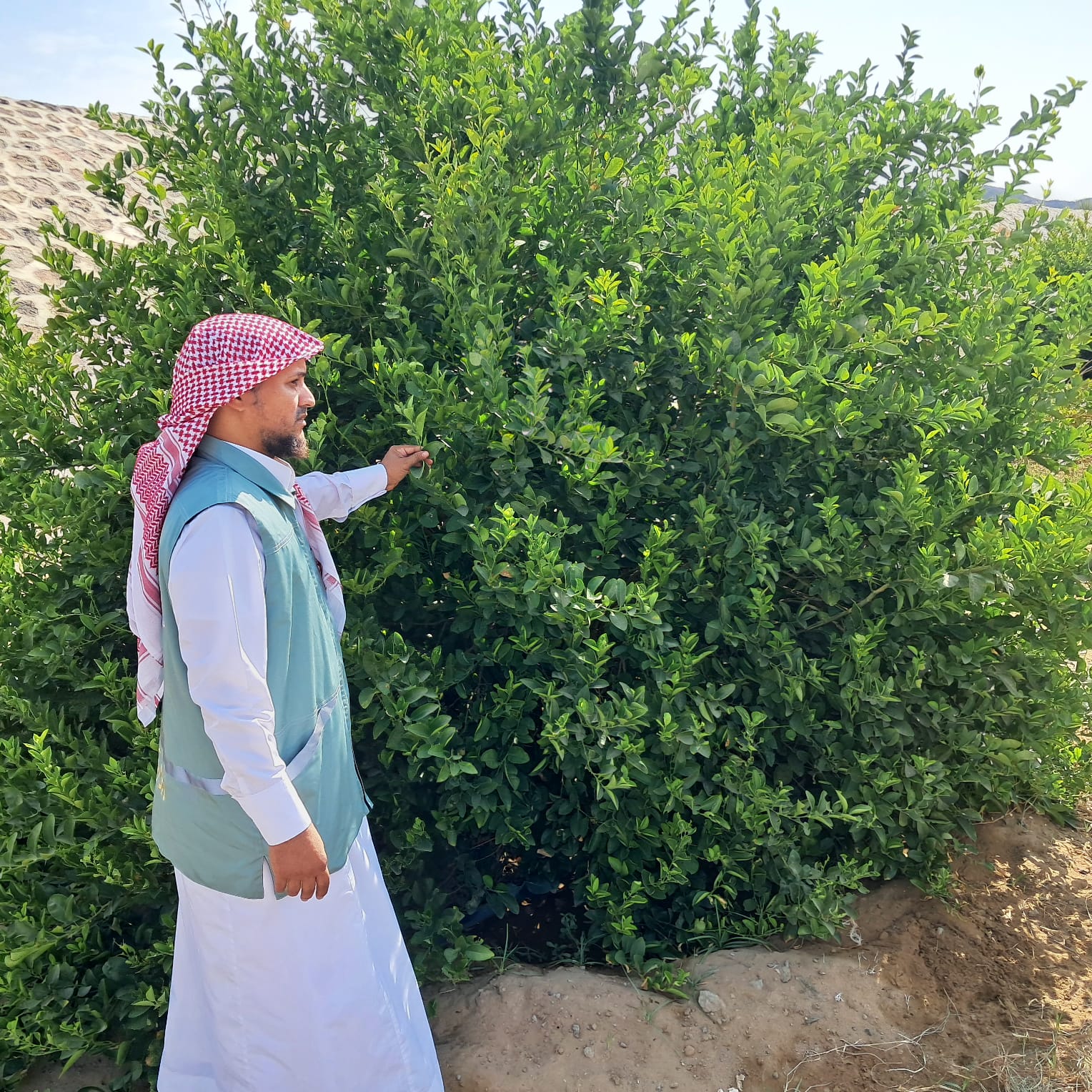 “مكتب وزارة البيئة والمياه والزراعة بمحافظة رابغ يكثّف الجولات الرقابية على مزارع المحافظة لتعزيز الامتثال وحماية الإنتاج الزراعي”