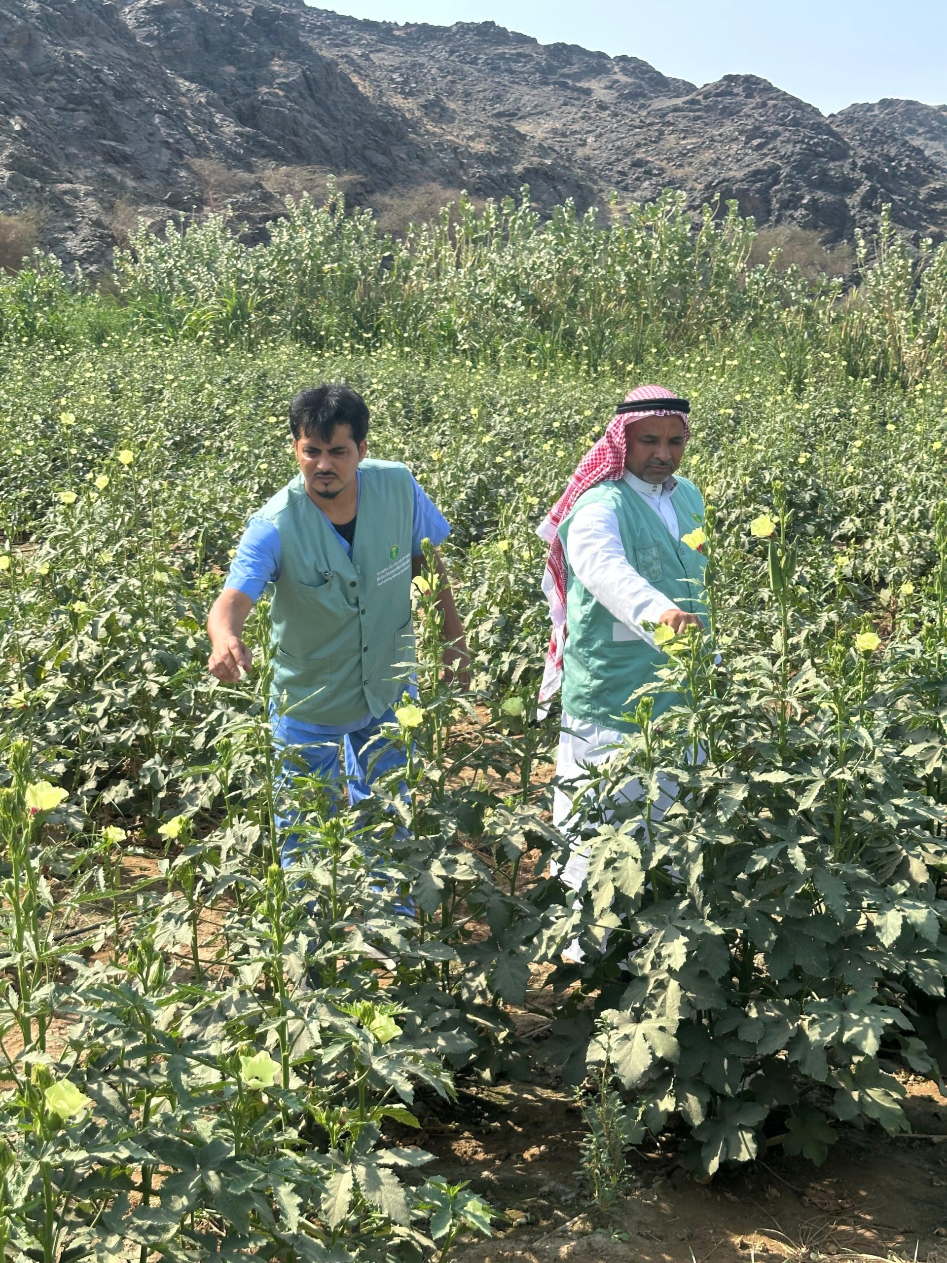 “بيئة رابغ تكثّف الجولات الرقابية على مزارع المحافظة لتعزيز الامتثال وحماية الإنتاج الزراعي”