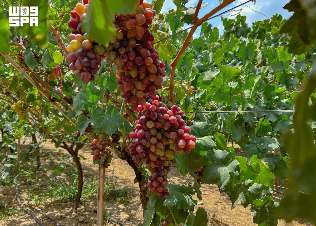 العنب في الباحة.. تنوع في الأصناف وإنتاج يتجاوز 951 طنًا