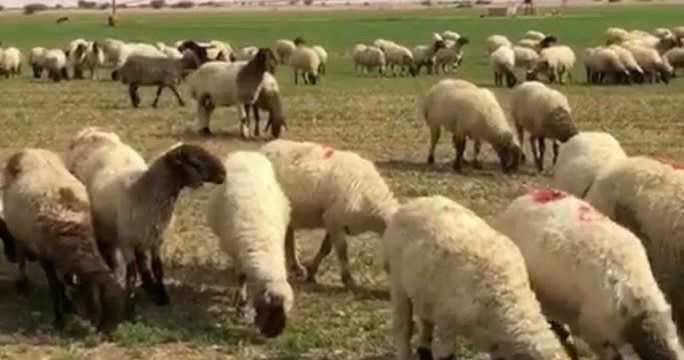 النفس بين رعي الغنم والفتور