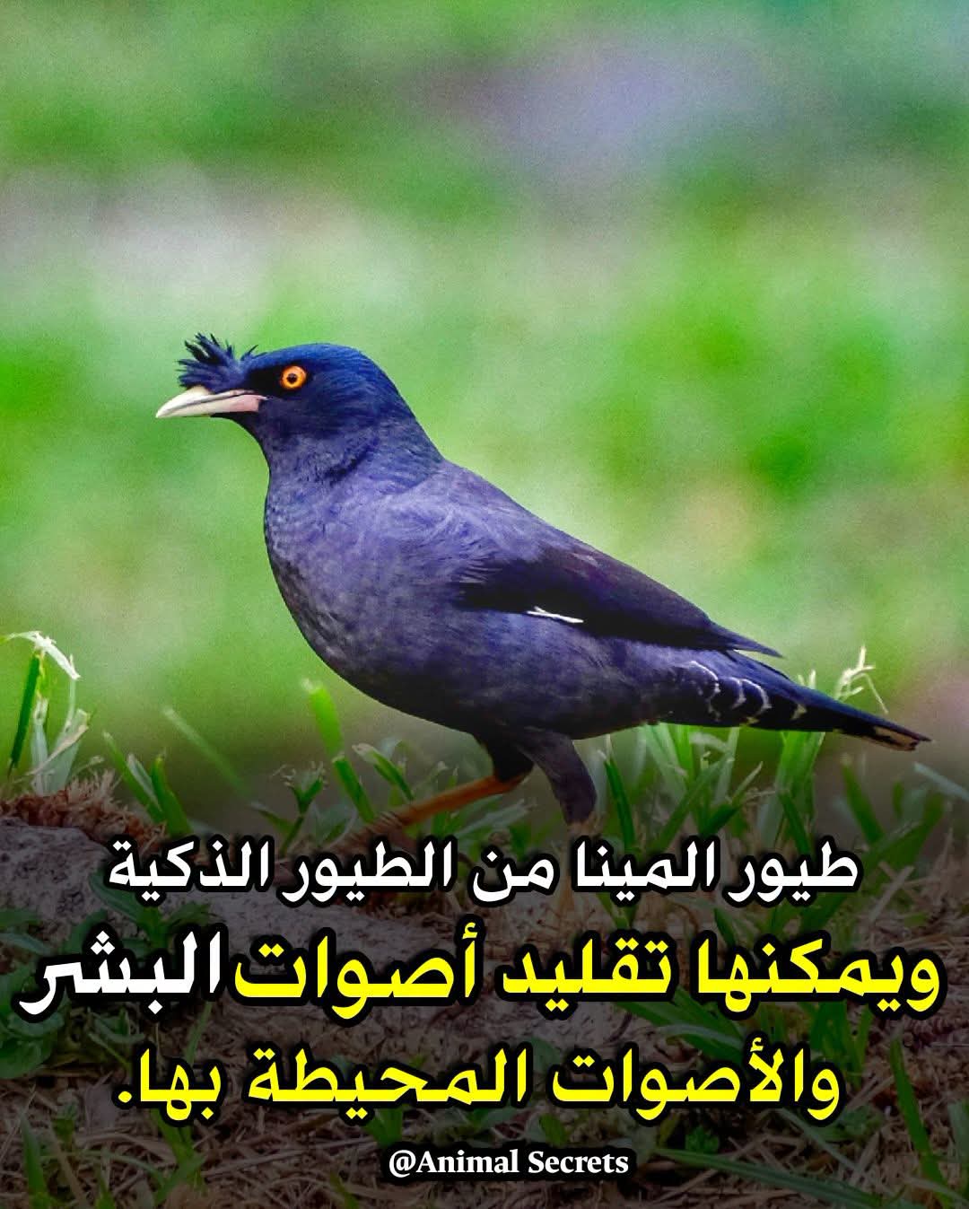 طائر المينا او الطائر المشاكس