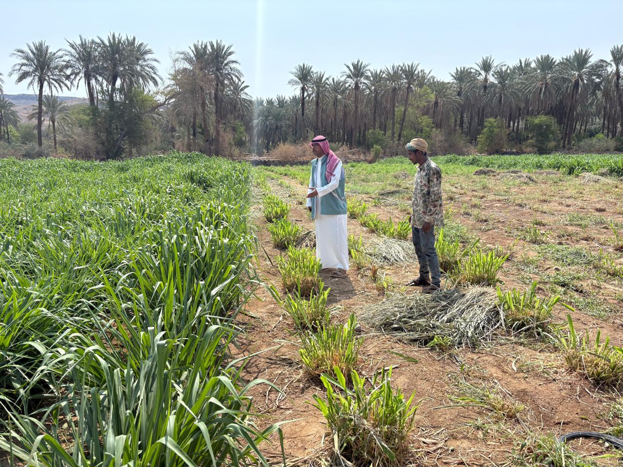 بيئة الكامل ينفذ جولات رقابية وإرشادية على المزارع في المحافظة والمراكز التابعة لها