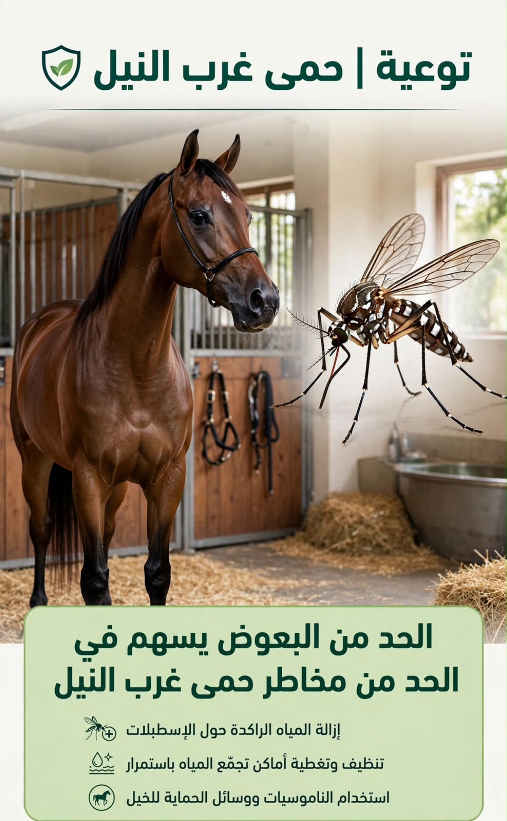«وقاء» يواصل التوعية بحمى غرب النيل.. التعرّف على الأعراض خطوة مهمة لحماية الخيول