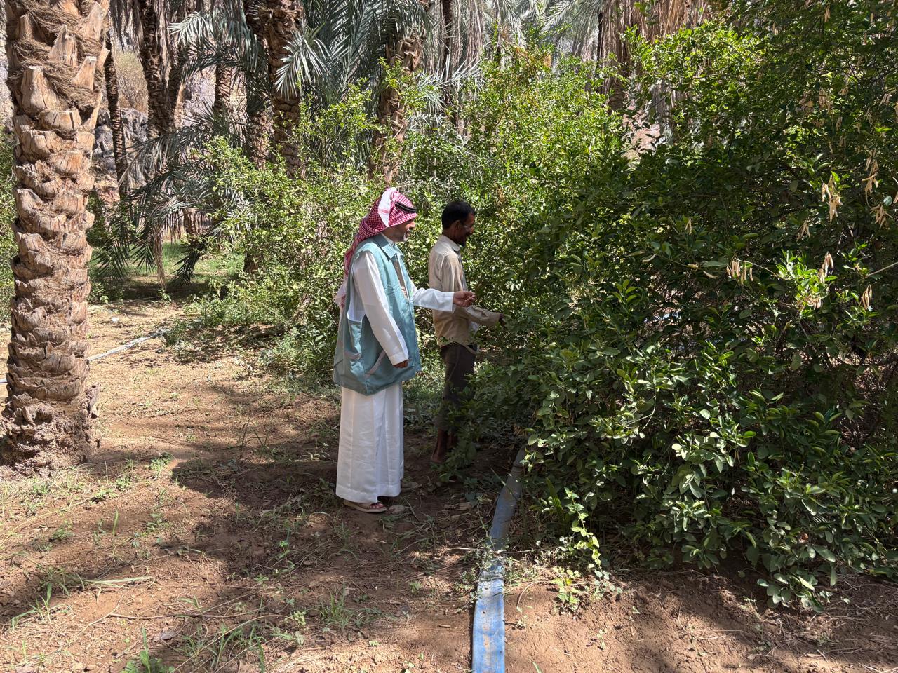 بيئة الكامل تنفذ مبادرة رعاية وزيادة إنتاج أشجار الليمون  من جولة ميدانية إرشادية علي احدى المزارع 