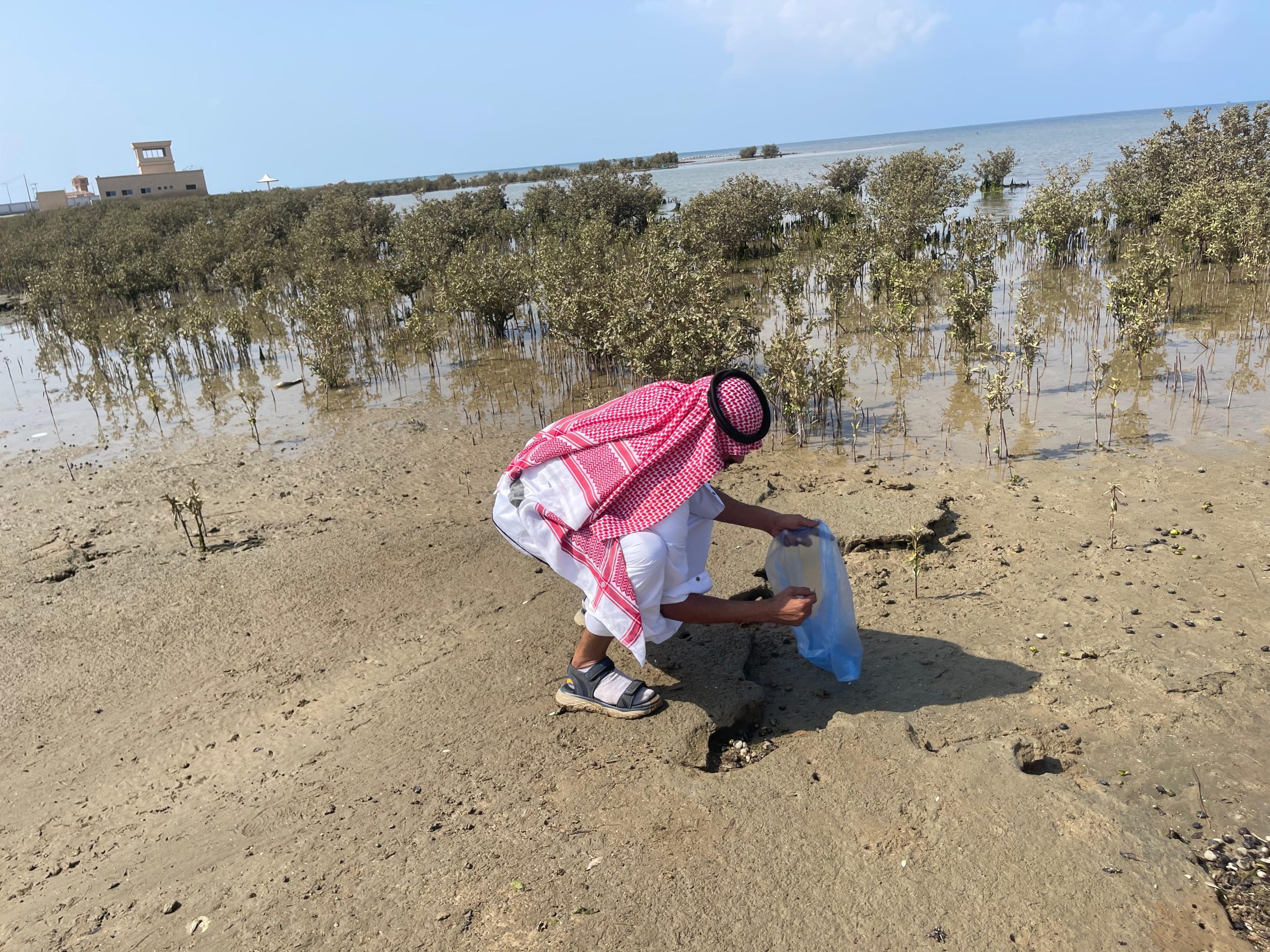 بيئة القنفذة ينفذ مبادرة لجمع وغرس بذور المانجروف لتعزيز الغطاء النباتي الساحلي