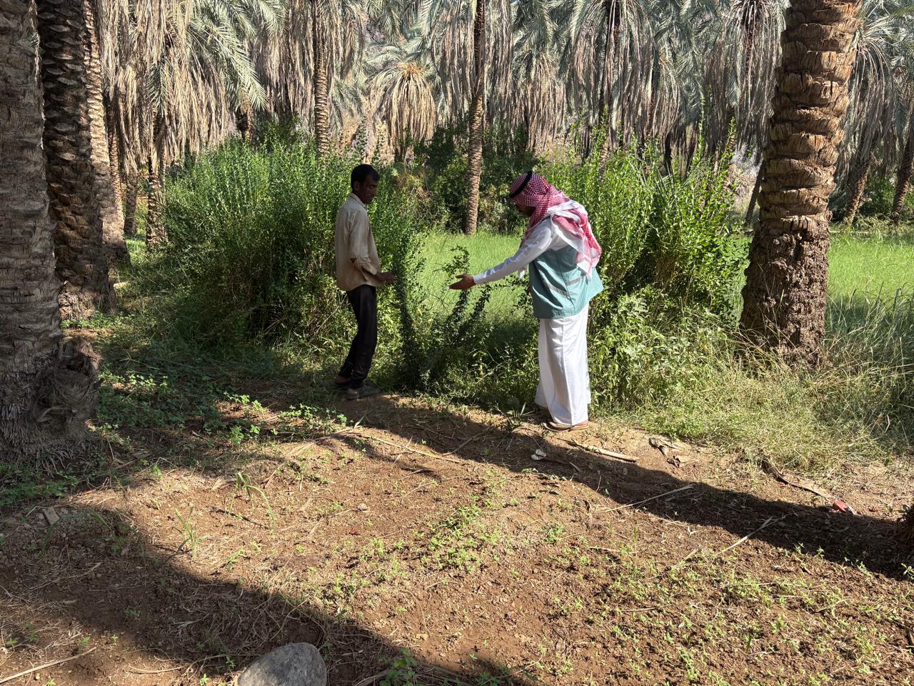 بيئة الكامل ينفذجولة ميدانية إرشادية علي احدى المزارع بالمحافظة وإرشادهم الي الافات الحشرية في الأشجار